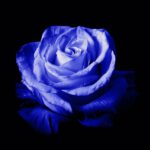 Den blå plejadiska rosens helande kraft