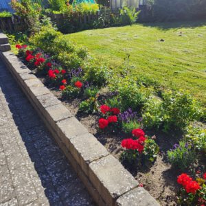 Vårrabatt med både sommarblommor och perenner