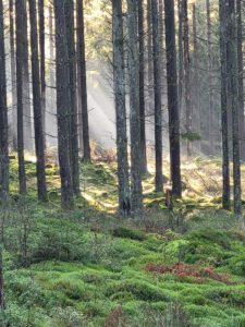 Mossbeklädd skog
